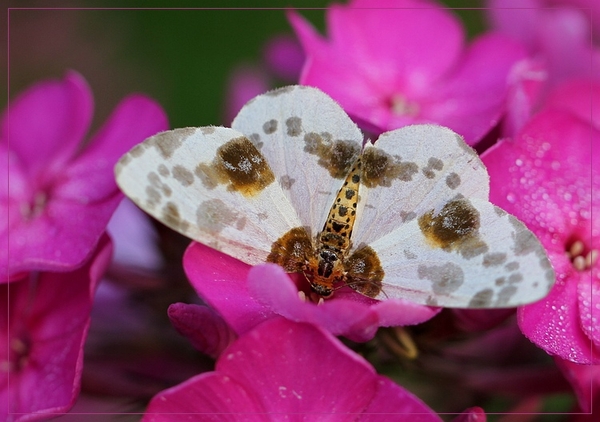 Porseleinvlinder - Abraxas sylvata IMG-1426