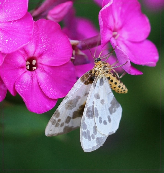 Porseleinvlinder - Abraxas sylvata IMG-1594