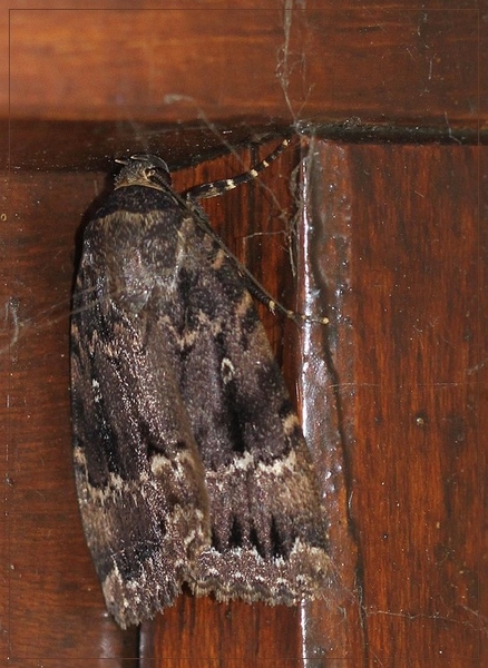 Piramidevlinder - Amphipyra pyramidea IMG-2136