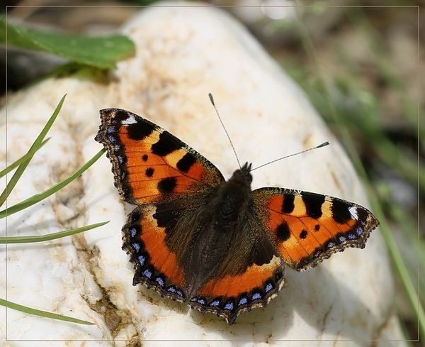 Kleine vos - Aglais urticae IMG-0001