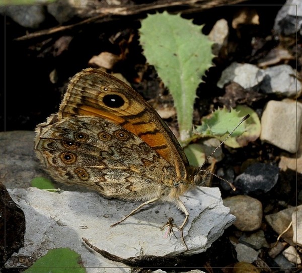 Argusvlinder - Lasiommata megera IMG-1579