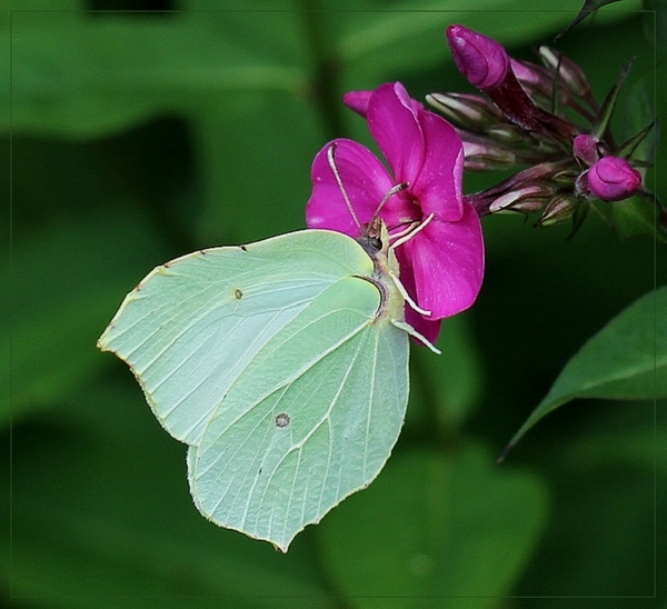Citroenvlinder - Gonepteryx rhamni IMG-0267