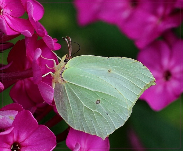 Citroenvlinder - Gonepteryx rhamni IMG-0298