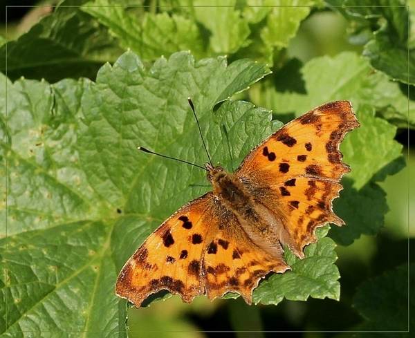 Gehakkelde aurelia - Polygonia c-album IMG_0636 1