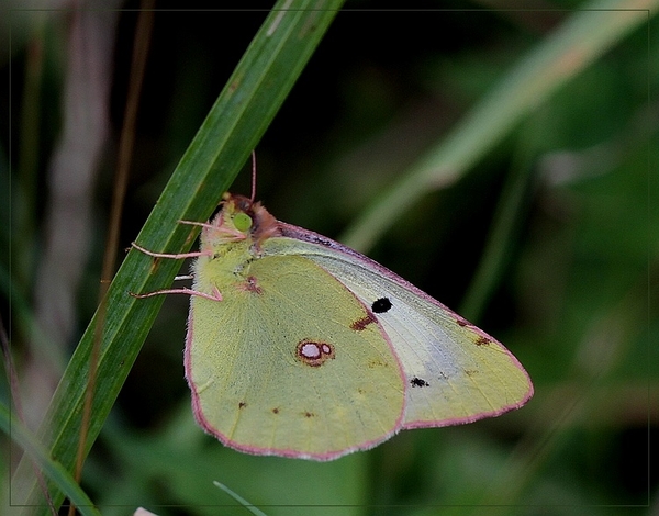 Gele luzernevlinder - Colias hyale IMG_0214 1