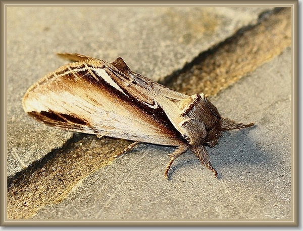 Brandvlerkvlinder - Pheosia tremula IMG-0457