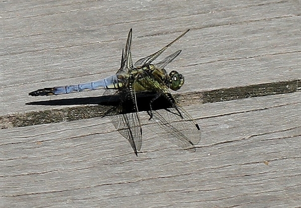 Gewone oeverlibel IMG-0223