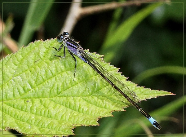 Lantaarntje - IMG-0045