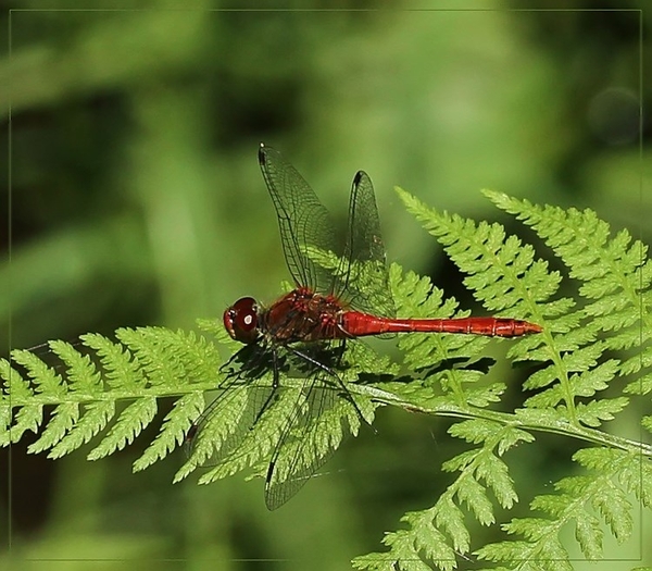 Bloedrode heidelibel - IMG-0313