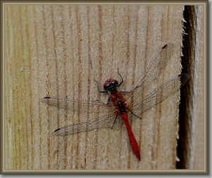 Bloedrode heidelibel - Sympetrum sanguineum IMG-0379
