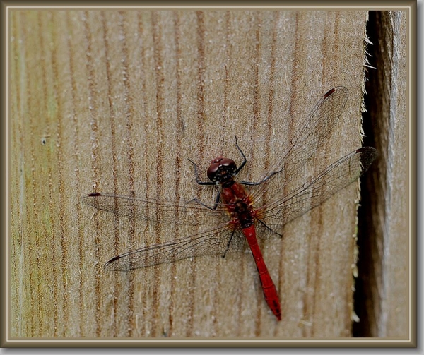 Bloedrode heidelibel - Sympetrum sanguineum IMG-0379