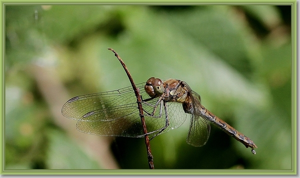Bruinrode heidelibel - Sympetrum striolatum IMG-0437