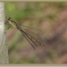 Houtpantserjuffer - Chalcolestes viridis IMG-0739