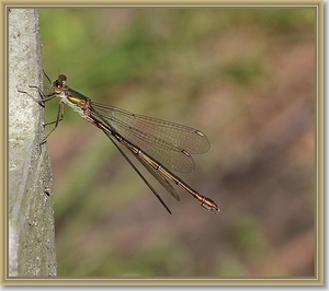 Houtpantserjuffer - Chalcolestes viridis IMG-0739