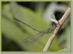 Houtpantserjuffer - Chalcolestes viridis IMG-0873