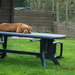 Onze beste buur