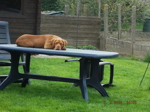 Onze beste buur