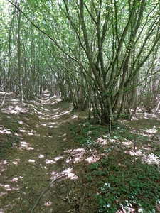 In het bos