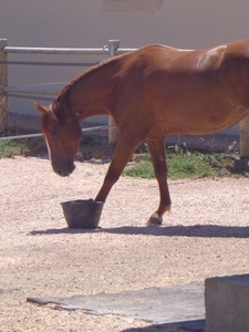 Paardje heeft honger...