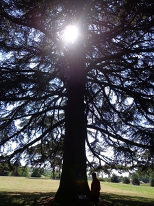 Libanese Ceder in de zon