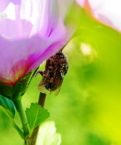 hommel  beladen met stuifmeel