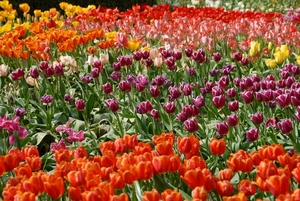 Tulpen