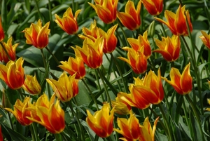 Tulpen