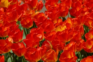 Tulpen