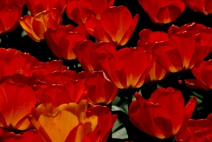 Tulpen