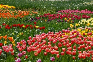 Tulpen