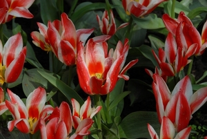 Tulpen