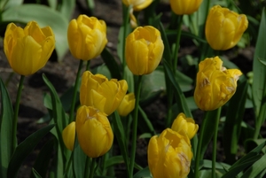 Tulpen