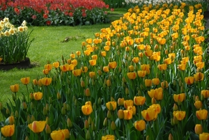 Tulpen