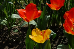 Tulpen