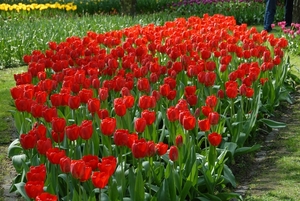 Tulpen