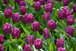 Tulpen