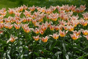 Tulpen