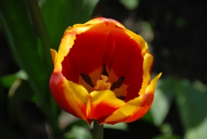 Tulp