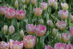 Tulpen