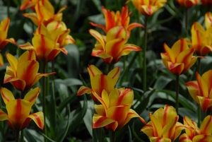 Tulpen