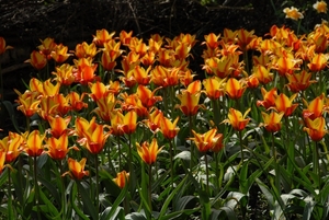 Tulpen