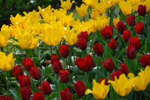 Tulpen