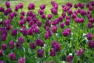 Tulpen