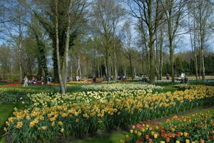 Tulpen