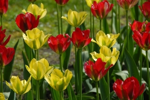 Tulpen