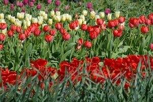 Tulpen