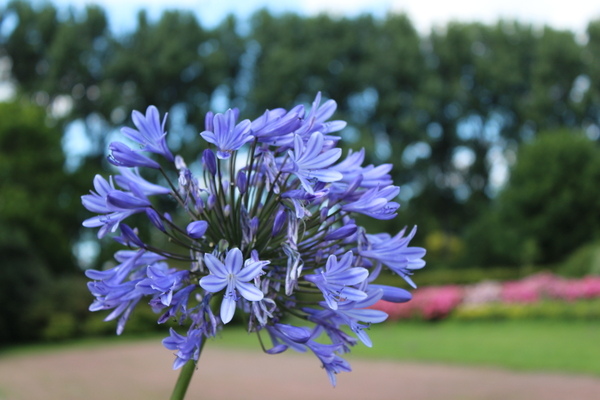 Puyenbroeck , natuur , bloemen ,