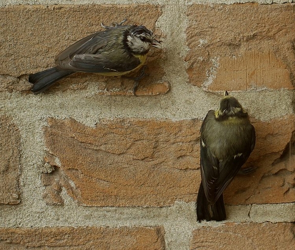 Pimpelmees - IMG-0170 (2)