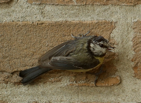 Pimpelmees - IMG-0170