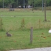 Konijntjes :)